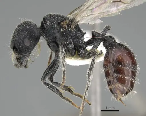 Pogonomyrmex varicolor specimen CASENT0922467 image casent0922467_3