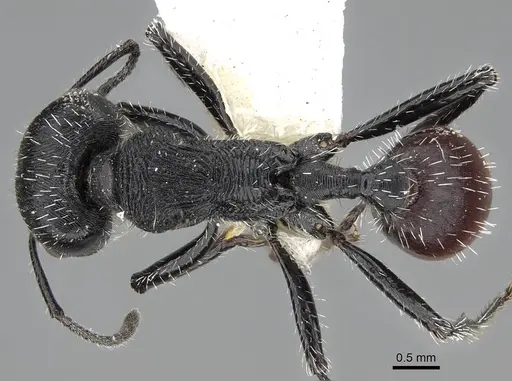 Pogonomyrmex varicolor specimen CASENT0922468 image casent0922468_1
