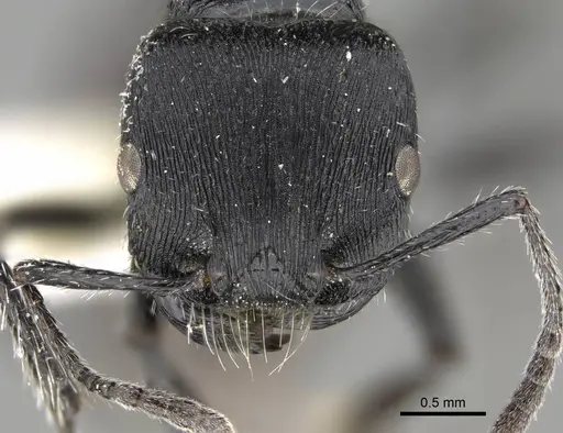 Pogonomyrmex varicolor specimen CASENT0922468 image casent0922468_2