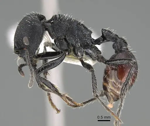 Pogonomyrmex varicolor specimen CASENT0922468 image casent0922468_3