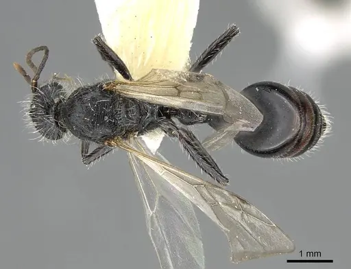 Pogonomyrmex varicolor specimen CASENT0922469 image casent0922469_1