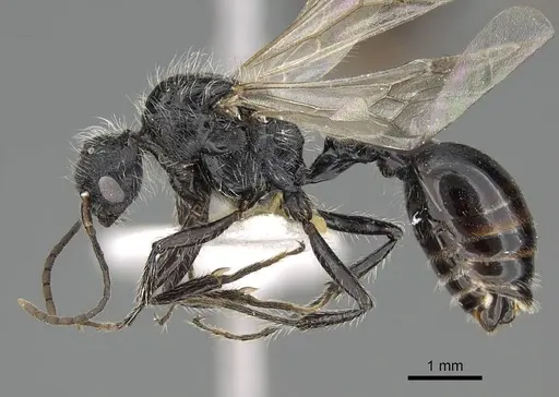 Pogonomyrmex varicolor specimen CASENT0922469 image casent0922469_3