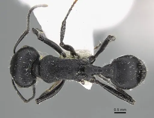 Pogonomyrmex varicolor specimen CASENT0922470 image casent0922470_1