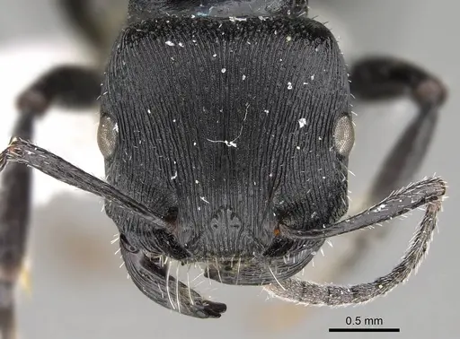 Pogonomyrmex varicolor specimen CASENT0922470 image casent0922470_2
