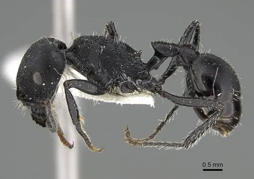 Pogonomyrmex varicolor specimen CASENT0922470 image casent0922470_3