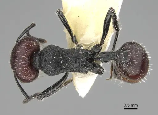 Pogonomyrmex varicolor specimen CASENT0922471 image casent0922471_1