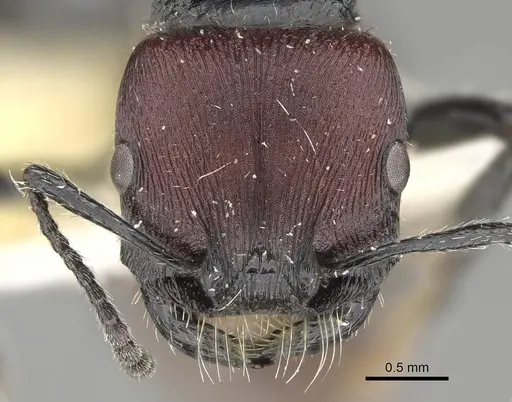 Pogonomyrmex varicolor specimen CASENT0922471 image casent0922471_2