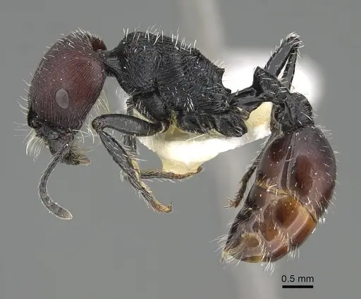 Pogonomyrmex varicolor specimen CASENT0922471 image casent0922471_3