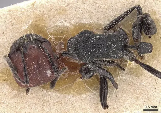 Pogonomyrmex vermiculatus specimen CASENT0280978 image casent0280978_1
