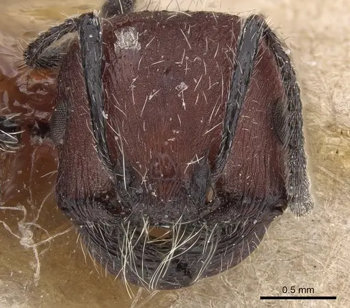 Pogonomyrmex vermiculatus specimen CASENT0280978 image casent0280978_2