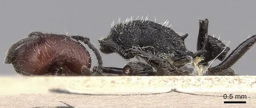 Pogonomyrmex vermiculatus specimen CASENT0280978 image casent0280978_3