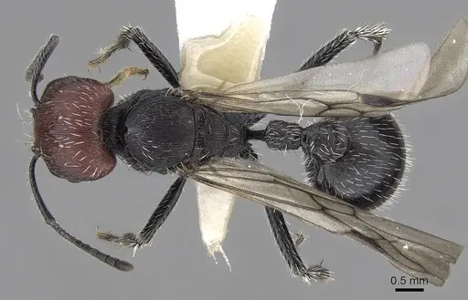 Pogonomyrmex vermiculatus specimen CASENT0280982 image casent0280982_1