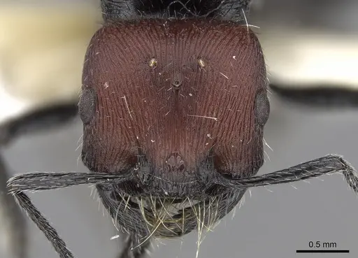 Pogonomyrmex vermiculatus specimen CASENT0280982 image casent0280982_2