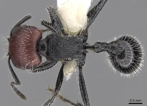 Pogonomyrmex vermiculatus specimen CASENT0280983 image casent0280983_1