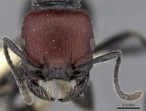 Pogonomyrmex vermiculatus specimen CASENT0280983 image casent0280983_2