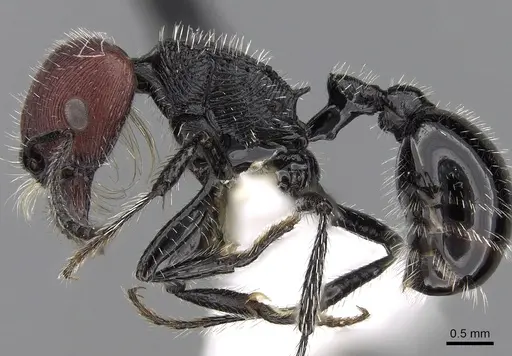Pogonomyrmex vermiculatus specimen CASENT0280983 image casent0280983_3
