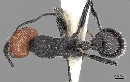 Pogonomyrmex vermiculatus specimen CASENT0280984 image casent0280984_1