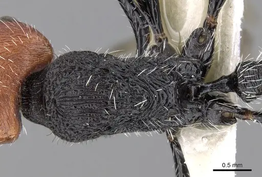 Pogonomyrmex vermiculatus specimen CASENT0280984 image casent0280984_2