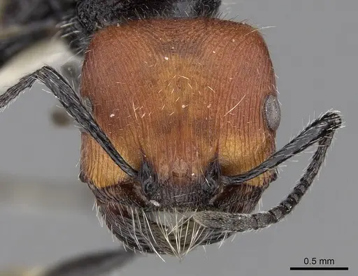 Pogonomyrmex vermiculatus specimen CASENT0280984 image casent0280984_3