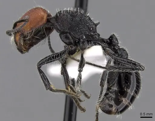 Pogonomyrmex vermiculatus specimen CASENT0280984 image casent0280984_4