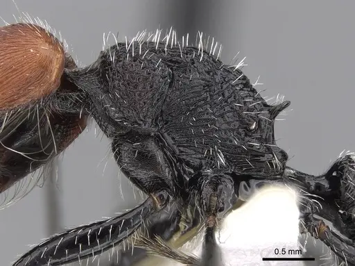 Pogonomyrmex vermiculatus specimen CASENT0280984 image casent0280984_5