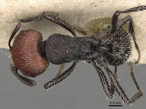 Pogonomyrmex vermiculatus specimen CASENT0281102 image casent0281102_1