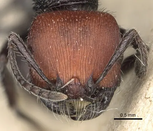 Pogonomyrmex vermiculatus specimen CASENT0281102 image casent0281102_2
