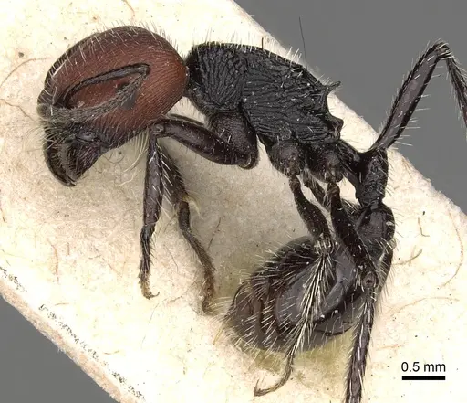 Pogonomyrmex vermiculatus specimen CASENT0281102 image casent0281102_3