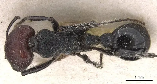 Pogonomyrmex vermiculatus specimen CASENT0907120 image casent0907120_1