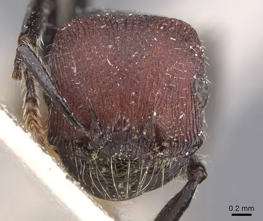 Pogonomyrmex vermiculatus specimen CASENT0907120 image casent0907120_2