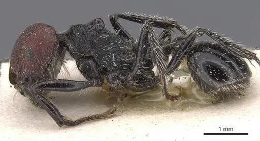 Pogonomyrmex vermiculatus specimen CASENT0907120 image casent0907120_3
