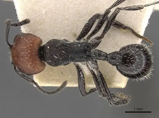Pogonomyrmex vermiculatus specimen CASENT0907672 image casent0907672_1