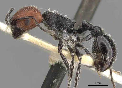 Pogonomyrmex vermiculatus specimen CASENT0907672 image casent0907672_3
