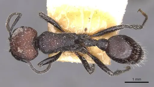 Pogonomyrmex vermiculatus specimen CASENT0913104 image casent0913104_1