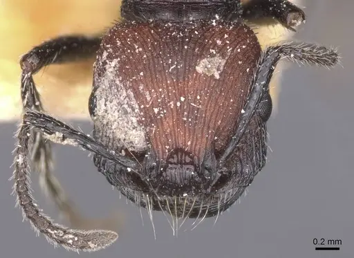 Pogonomyrmex vermiculatus specimen CASENT0913104 image casent0913104_2