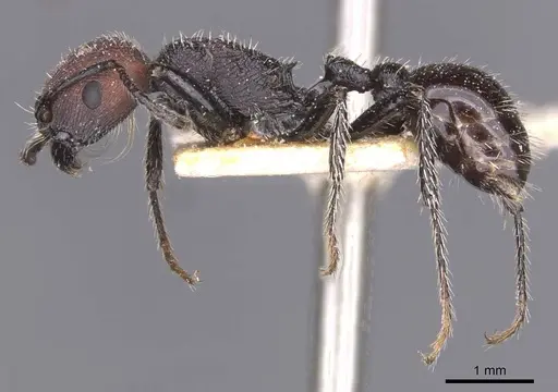 Pogonomyrmex vermiculatus specimen CASENT0913104 image casent0913104_3