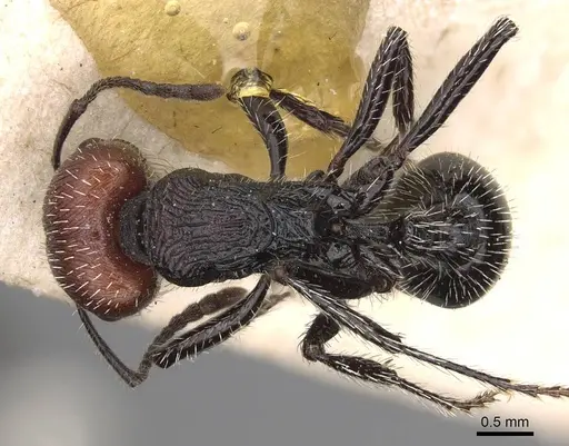 Pogonomyrmex vermiculatus specimen CASENT0914208 image casent0914208_1
