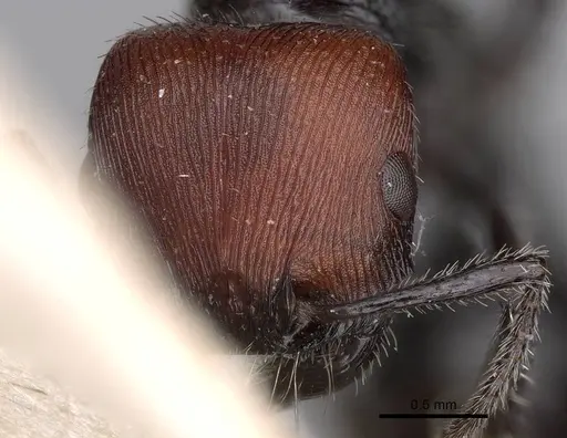 Pogonomyrmex vermiculatus specimen CASENT0914208 image casent0914208_2