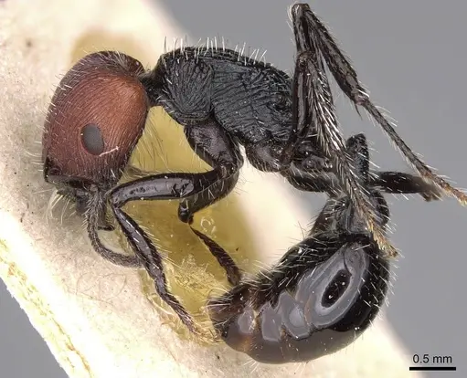 Pogonomyrmex vermiculatus specimen CASENT0914208 image casent0914208_3