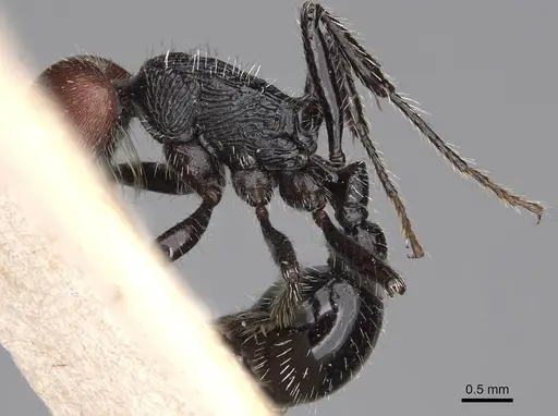Pogonomyrmex vermiculatus specimen CASENT0914208 image casent0914208_4