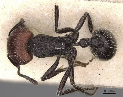 Pogonomyrmex vermiculatus specimen CASENT0914209 image casent0914209_1