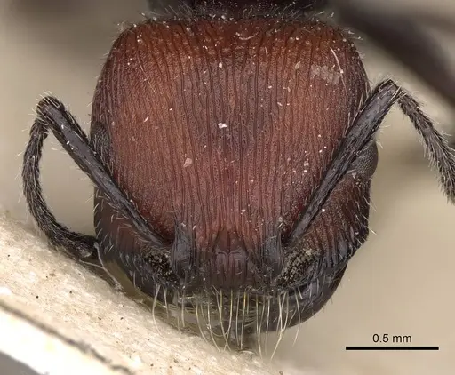 Pogonomyrmex vermiculatus specimen CASENT0914209 image casent0914209_2