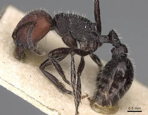 Pogonomyrmex vermiculatus specimen CASENT0914209 image casent0914209_3