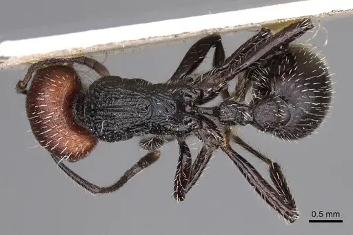 Pogonomyrmex vermiculatus specimen CASENT0914210 image casent0914210_1
