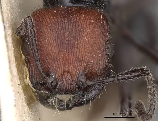 Pogonomyrmex vermiculatus specimen CASENT0914210 image casent0914210_2
