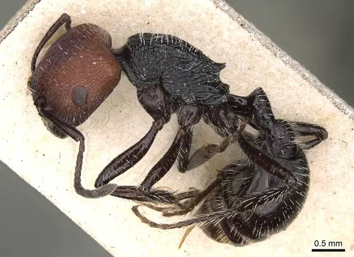 Pogonomyrmex vermiculatus specimen CASENT0914210 image casent0914210_3