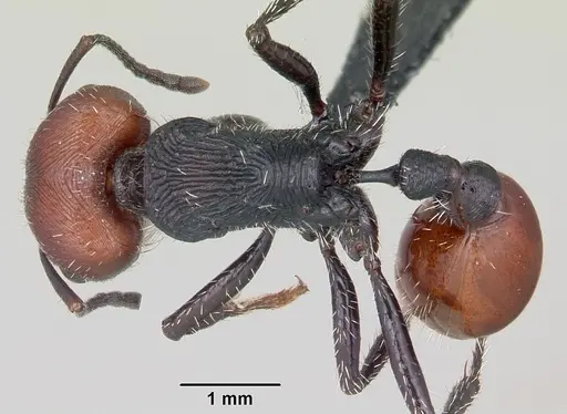 Pogonomyrmex weiseri specimen CASENT0103258 image casent0103258_1