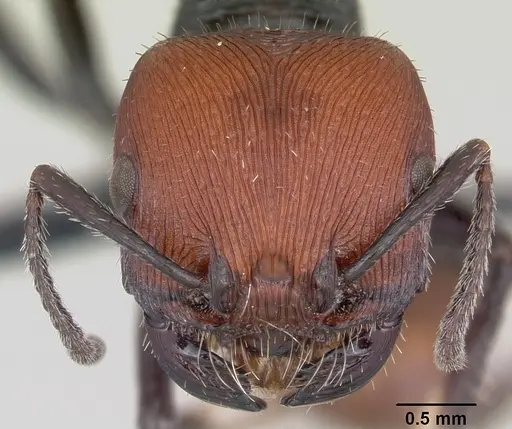 Pogonomyrmex weiseri specimen CASENT0103258 image casent0103258_2