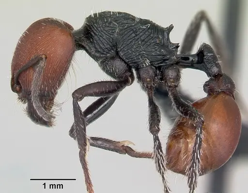 Pogonomyrmex weiseri specimen CASENT0103258 image casent0103258_3