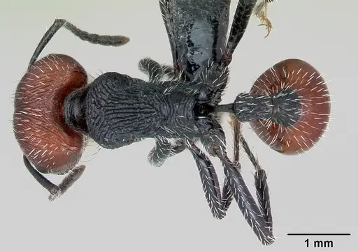 Pogonomyrmex weiseri specimen CASENT0172679 image casent0172679_1